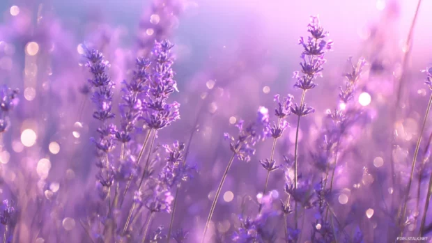 A dreamy lavender wallpaper for iPhone with ethereal light rays and fading edges.