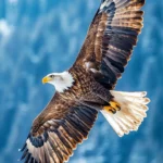 A flying eagle iPhone wallpaper capturing dynamic movement and wingspan over a clear blue sky.