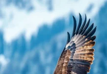 A flying eagle iPhone wallpaper capturing dynamic movement and wingspan over a clear blue sky.