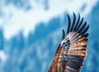 A flying eagle iPhone wallpaper capturing dynamic movement and wingspan over a clear blue sky.