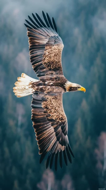 A majestic Cool Eagle flying across the sky from a birds eye view.