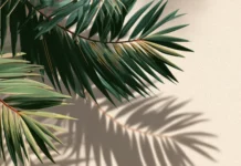 A minimal composition of Palm tree leaves gently overlapping.