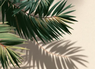 A minimal composition of Palm tree leaves gently overlapping.