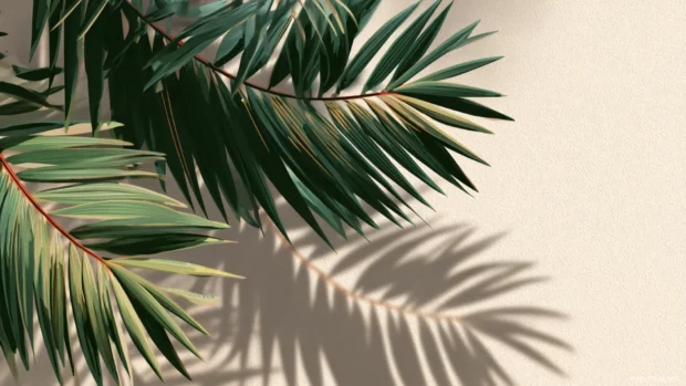 A minimal composition of Palm tree leaves gently overlapping.
