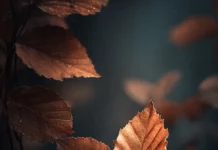 A minimalist Dark Fall composition for iPhone with deep brown leaves, misty background, and soft warm tones.