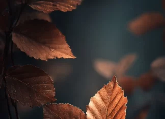 A minimalist Dark Fall composition for iPhone with deep brown leaves, misty background, and soft warm tones.