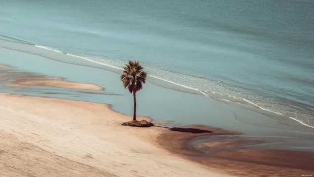 A minimalist beach scene with a single Palm tree and soft ripples on the shore.