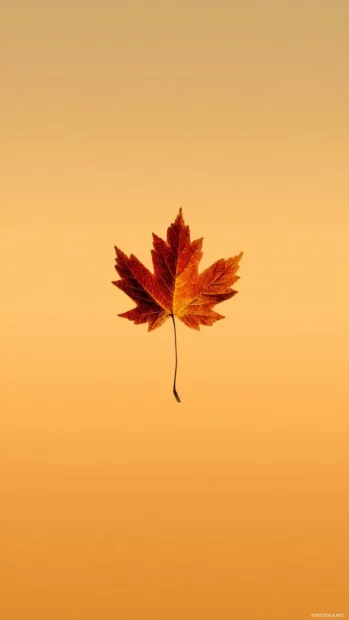 A minimalist iPhone wallpaper of Beautiful Fall showing a single maple leaf against a soft golden background.