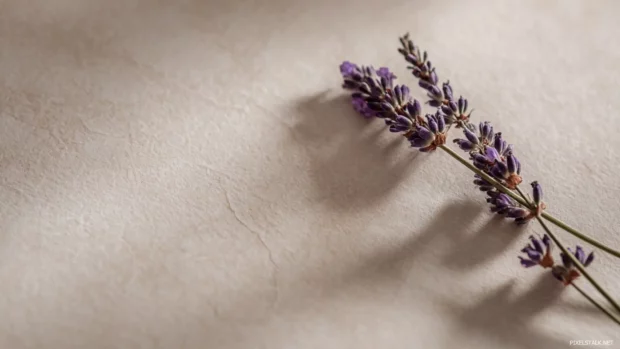A minimalist lavender wallpaper featuring a single sprig on muted cream background for serene appeal.