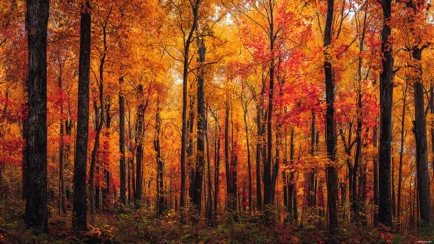 A panoramic view of a dense fall forest with trees in brilliant shades of gold, red, and amber.