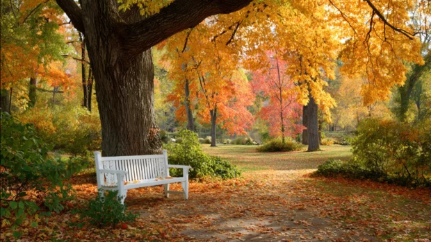 A peaceful bench under grand fall trees, offering a quiet place to enjoy the vibrant scenery.