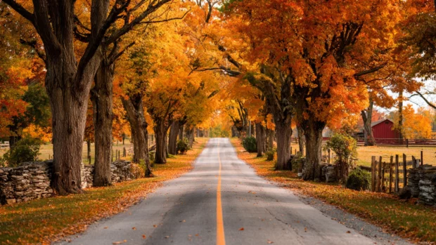 A peaceful countryside road stretching through Beautiful Fall scenery, lined with tall colorful trees.