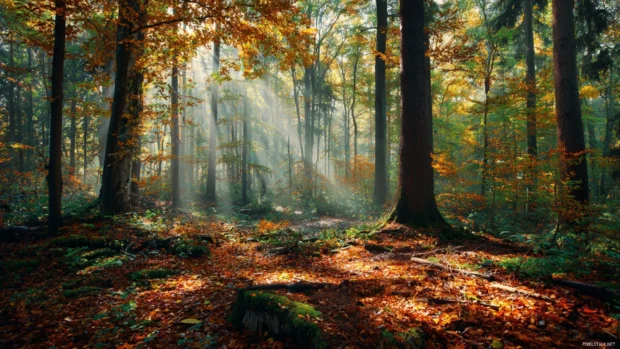 A peaceful forest covered in fallen fall leaves with light filtering through the vibrant autumn canopy.