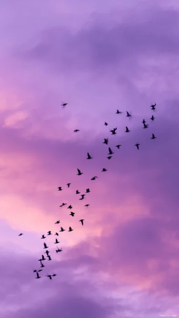 A peaceful iPhone background showing birds in flight across a lavender color sky.