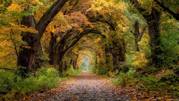 A peaceful path covered in fallen leaves with fall foliage arching above, forming a natural tunnel.