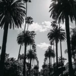 A peaceful street lined with black and white palm trees under a bright open sky.