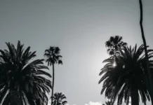 A peaceful street lined with black and white palm trees under a bright open sky.