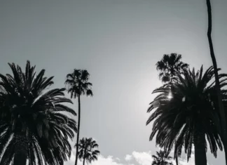 A peaceful street lined with black and white palm trees under a bright open sky.