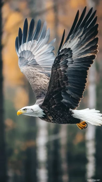 A quiet forest vertical view with a Bald Eagle taking flight.