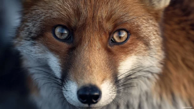 A realistic close up of a Fox looking into the camera with piercing eyes, detailed whiskers and fur texture, subtle background blur.