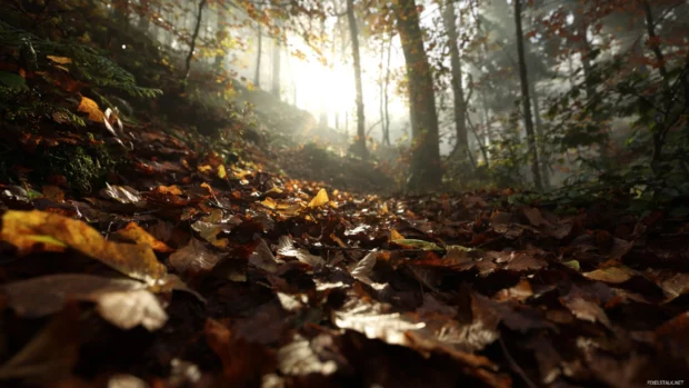 A rich Dark Fall scene with fallen leaves blanketing the forest floor, sunlight barely filtering through dense branches.