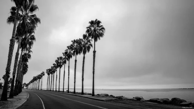 A row of black and white palm trees stretching along a quiet coastal road.