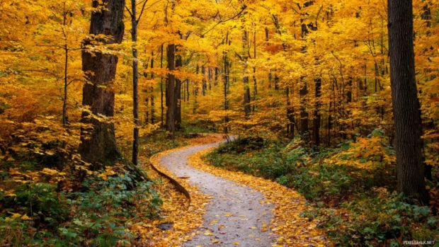 A rustic trail winding through a vibrant fall forest, with golden leaves blanketing both the ground and the trees.