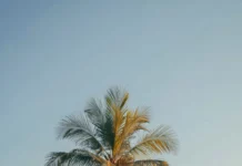 A serene beach with a lone Palm tree reaching into the soft morning light, peaceful and minimal.