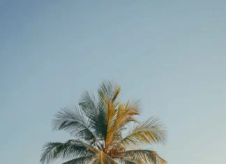 A serene beach with a lone Palm tree reaching into the soft morning light, peaceful and minimal.
