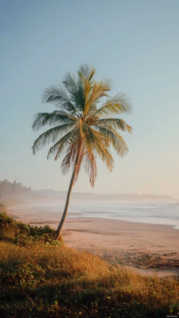 A serene beach with a lone Palm tree reaching into the soft morning light, peaceful and minimal.