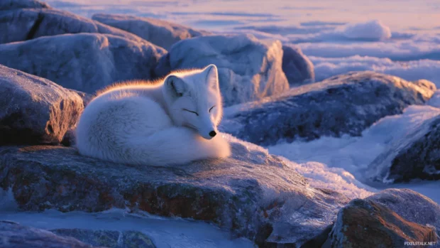 A serene winter scene with arctic fox hd wallpaper depicting a white fox curled on icy rocks in pale dawn light.