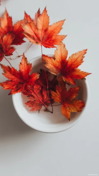A simple but elegant display of Fall vibes with a close up of vibrant maple leaves on a white background.