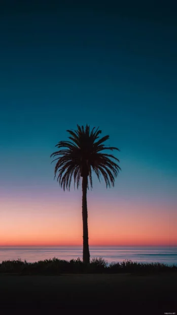 A single aesthetic palm tree silhouetted under a calm twilight with a dreamy atmosphere.