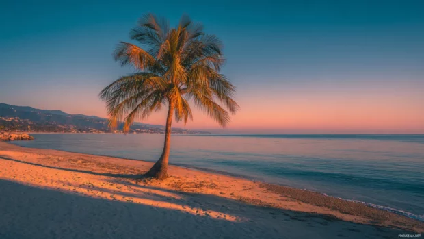 A single palm tree bathed in the golden light of sunset, casting a long shadow across the quiet beach.