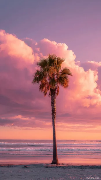 A single palm tree gently leaning under a vivid pink sky with warm evening light.