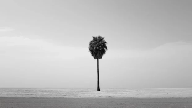 A single palm tree in the center of a black and white minimalist landscape.