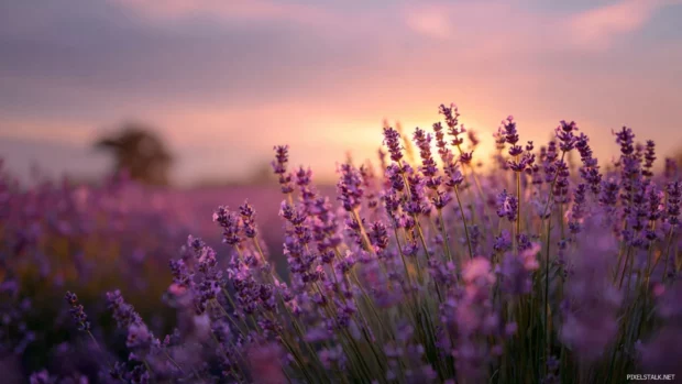 A soft focus vertical view of lavender fields under a pastel sunset sky.