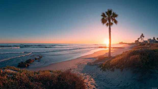 A sunset beach panorama with a central palm tree and calm waves sparkling in the fading daylight.
