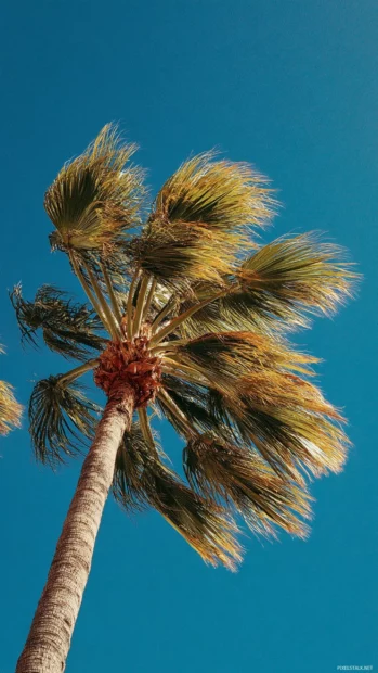 A tall Palm tree with its leaves gently moving against a bright blue sky.
