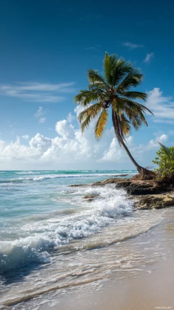 A tranquil Palm tree scene with light ocean breeze and clear skies.