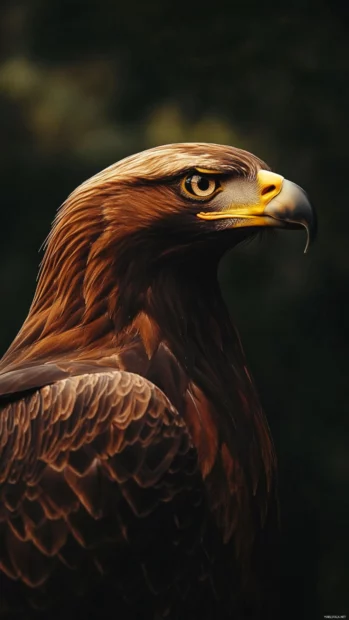 A warm toned vertical shot of an eagle at dusk.