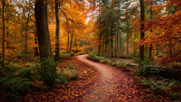 A winding forest path carpeted with fallen leaves, surrounded by trees glowing in rich fall colors.