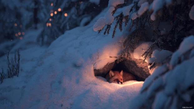 A winter scene with a Fox nestled in a snowy burrow, soft ambient lighting, cozy and quiet, cinematic framing.