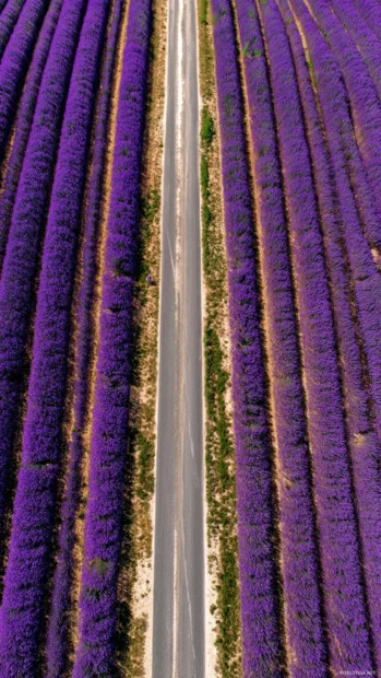 Aerial shot of symmetrical lavender fields with visible tractor paths and natural lines.