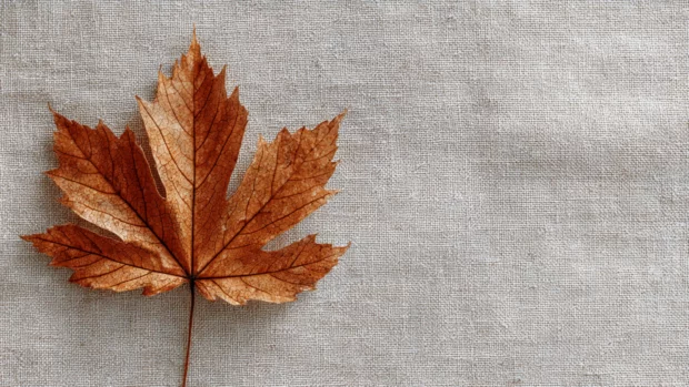 Aesthetic fall MacBook wallpaper presenting minimalist composition of single maple leaf over neutral linen texture.