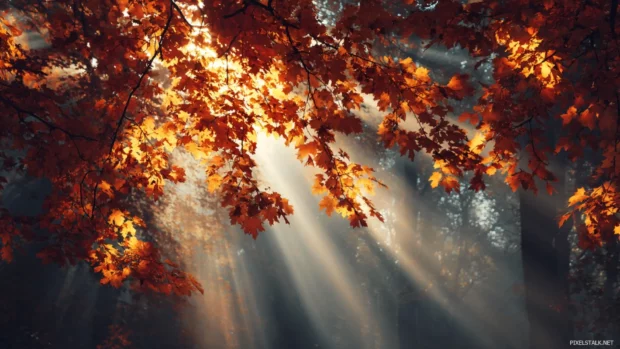 Aesthetic fall desktop wallpaper capturing sunlit maple canopy with light rays and gentle breeze.