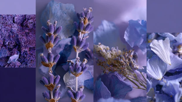 Aesthetic lavender background collage style featuring close ups of lavender buds, petals and delicate textures.