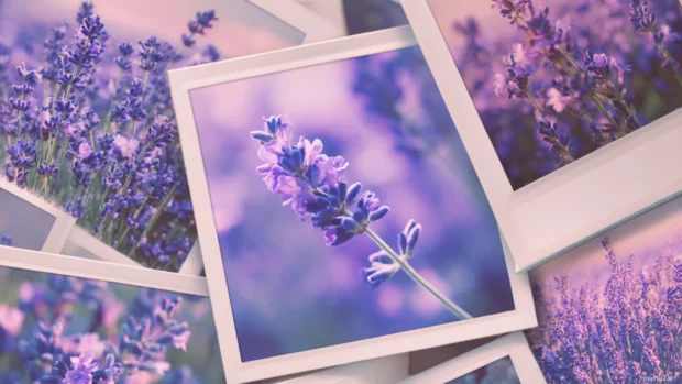 Aesthetic lavender collage with vintage film textures, Polaroid frames and soft lighting.