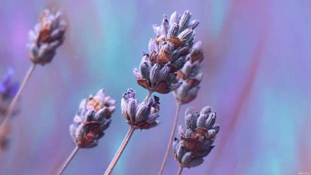 Aesthetic lavender desktop wallpaper combining macro lavender bud shot with abstract pastel brush textures.