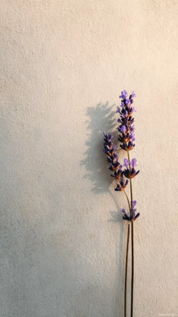 Aesthetic lavender iPhone wallpaper featuring minimalist single lavender sprig against muted cream canvas.